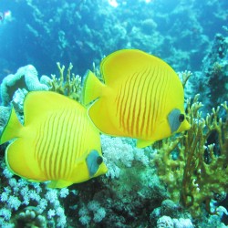 Take great underwater photos, like these butterfly fish in the Red Sea, with Scuba in the Weald!