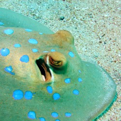 Enjoy stunning species like the blue spotted ray, on a Scuba in the Weald dive trip holiday to the Red Sea!